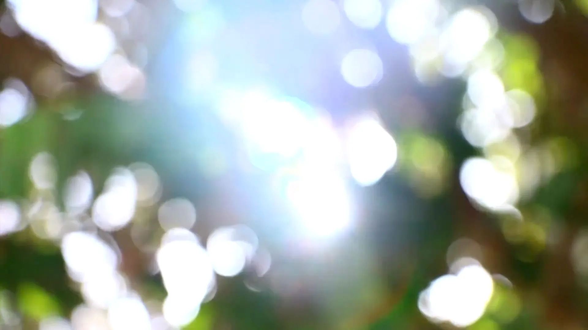 Luz de mañana atravesando las hojas de una planta, a contraluz